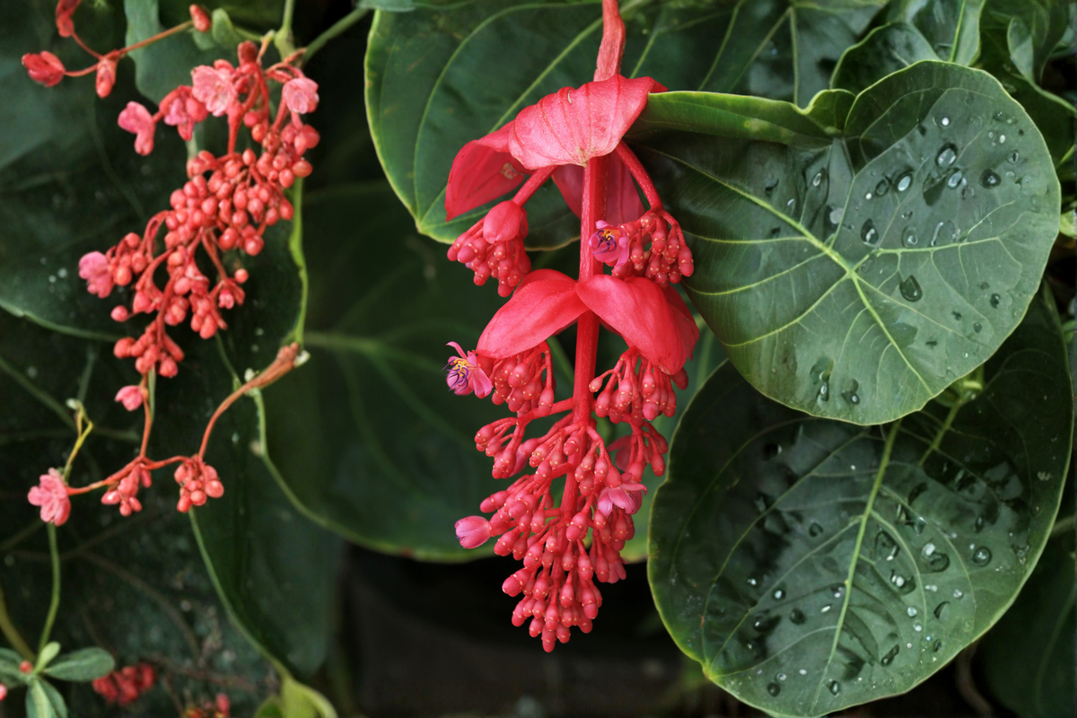 Royal Intenz Medinilla Magnifica Live Starter Plant – Well Rooted Tropical Plant in Pot