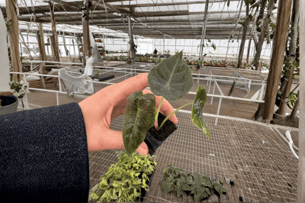 2 Alocasia Sedenii (Cuprea × Longiloba) Starter Plants – Bare Root Live Plants