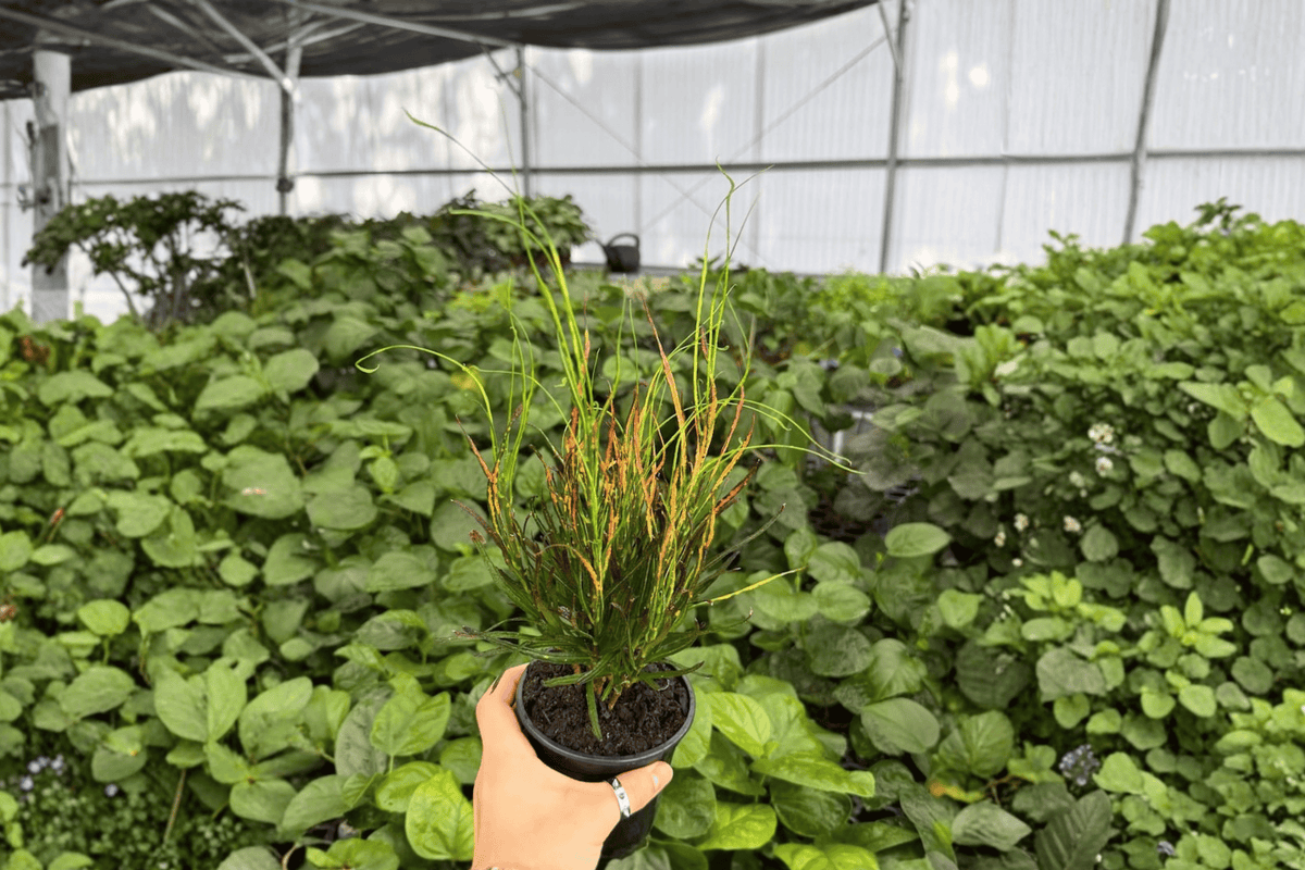 Croton Picasso’s Paintbrush 2 Exact Live Plants – 4-Inch Pots – Codiaeum variegatum ‘Picasso’s Paintbrush’