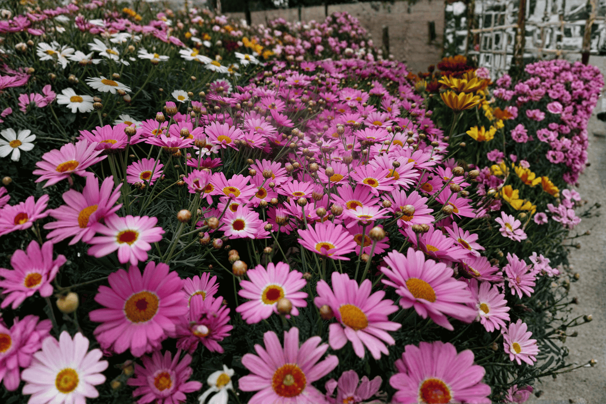 Grandaisy Pink Halo Marguerite Daisy 1 Live Plant – 4-Inch Pot – Argyranthemum ‘Grandaisy Pink Halo’