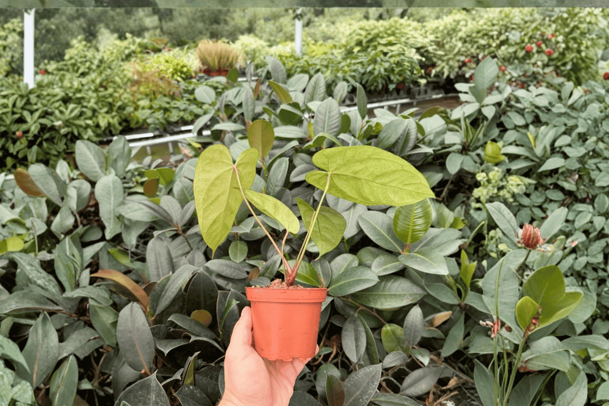 Anthurium Xone × Goliath 2 Exact Live Plants – 4” Size Bare Root