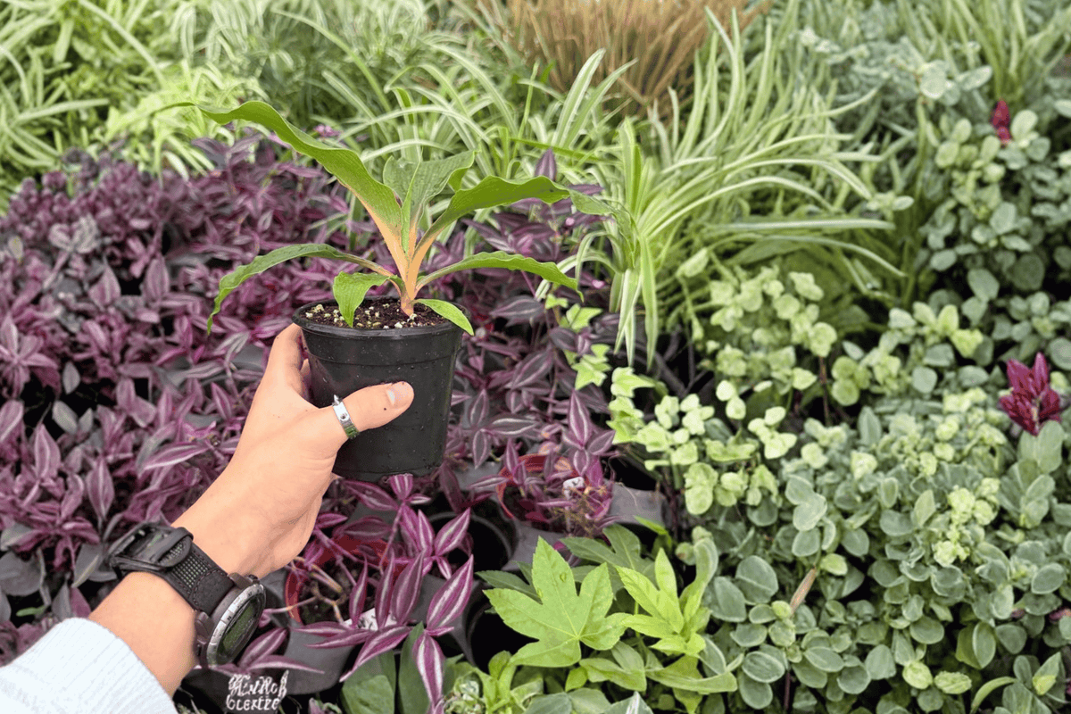 Chlorophytum Fire Flash 2 Exact Live Plants – Chlorophytum orchidastrum ‘Fire Flash’ 4” Size Bare Root