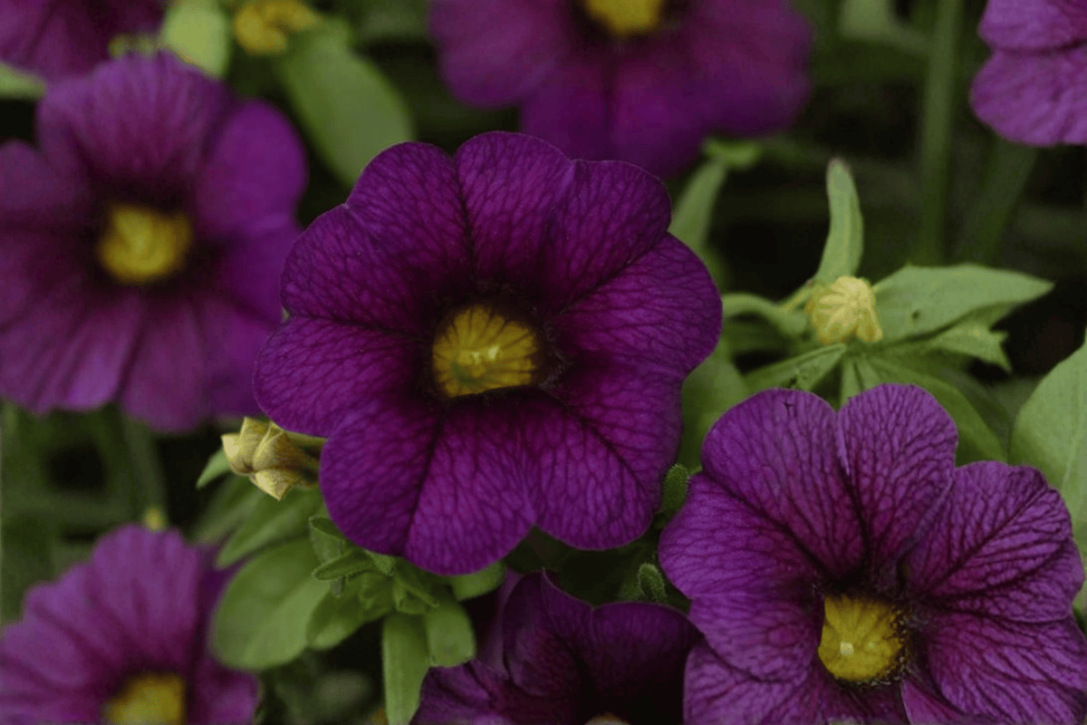 MiniFamous Neo Dark Blue Million Bells 1 Live Plant – 4-Inch Pot – Calibrachoa ‘Kleca17399’