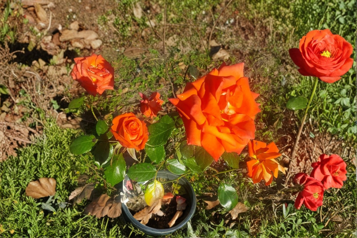Live Marina Floribunda Rose Plant 1 Gal - Salmon Orange Everblooming Bush for Garden Landscaping
