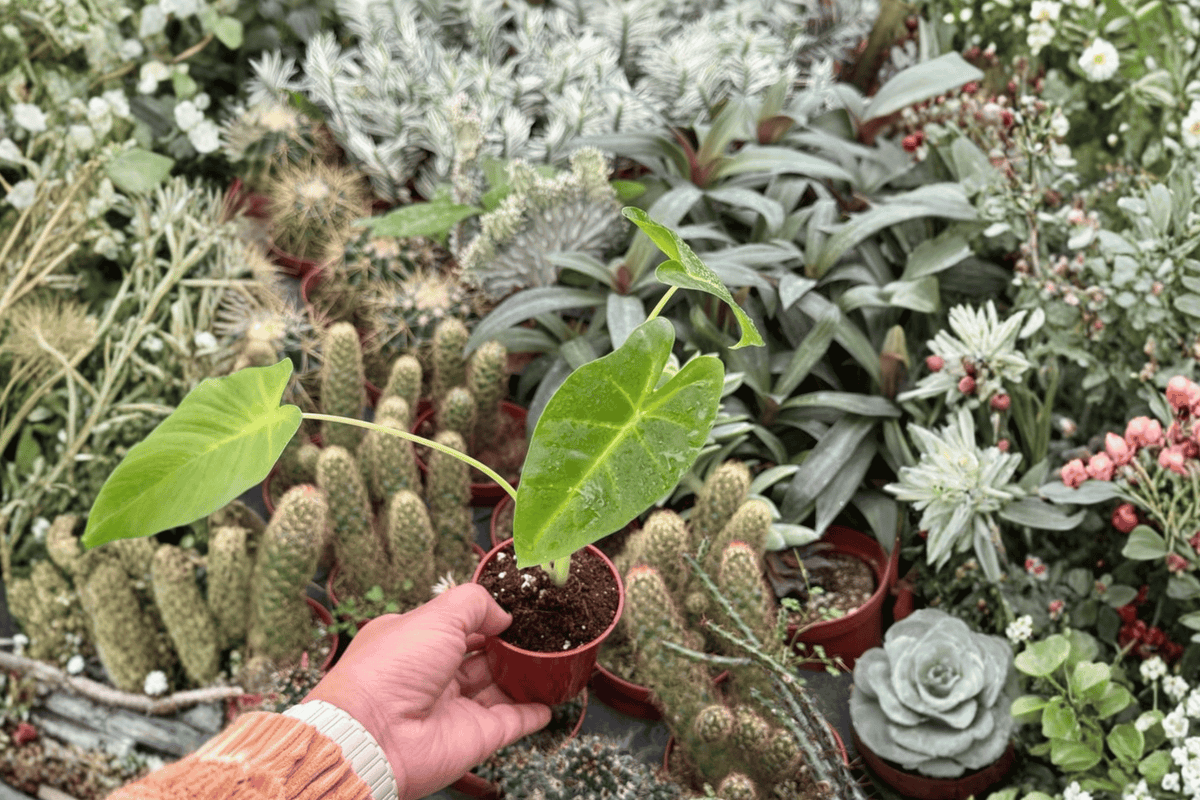 Alocasia Lutea 2 Starter Plants – Alocasia macrorrhizos ‘Lutea’ 2” Size Bare Root