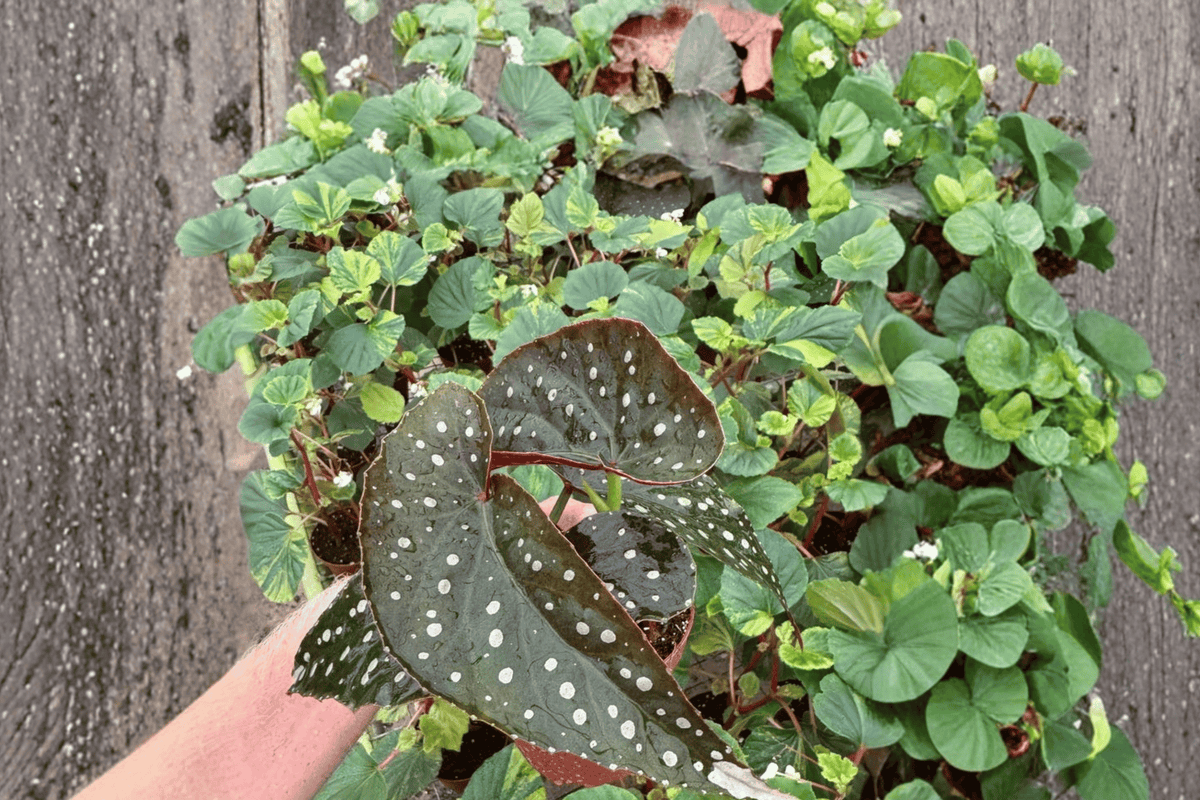 Harmony’s Raider Begonia – 2 Live Plants, 4-Inch Size – Begonia ‘Harmony’s Raider’