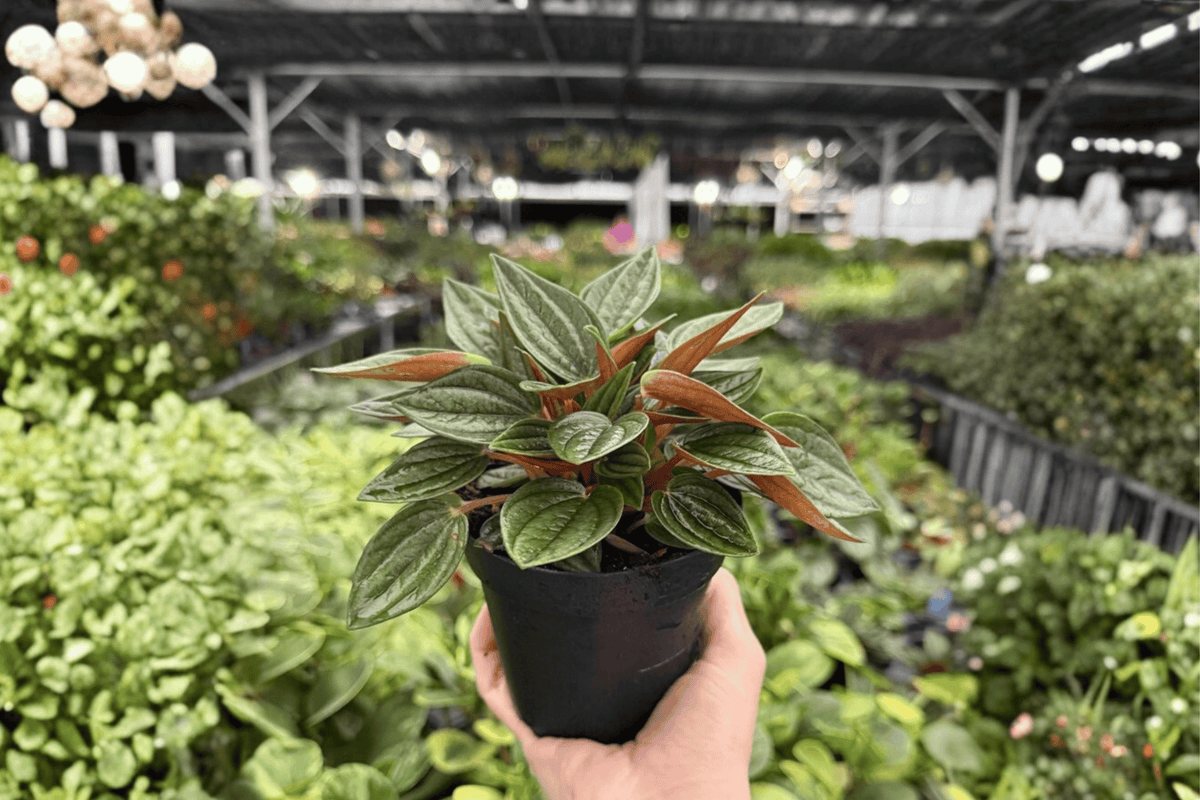 Peperomia Rosso – 2 Exact Live Plants, 4-Inch Size – Peperomia caperata ‘Rosso’