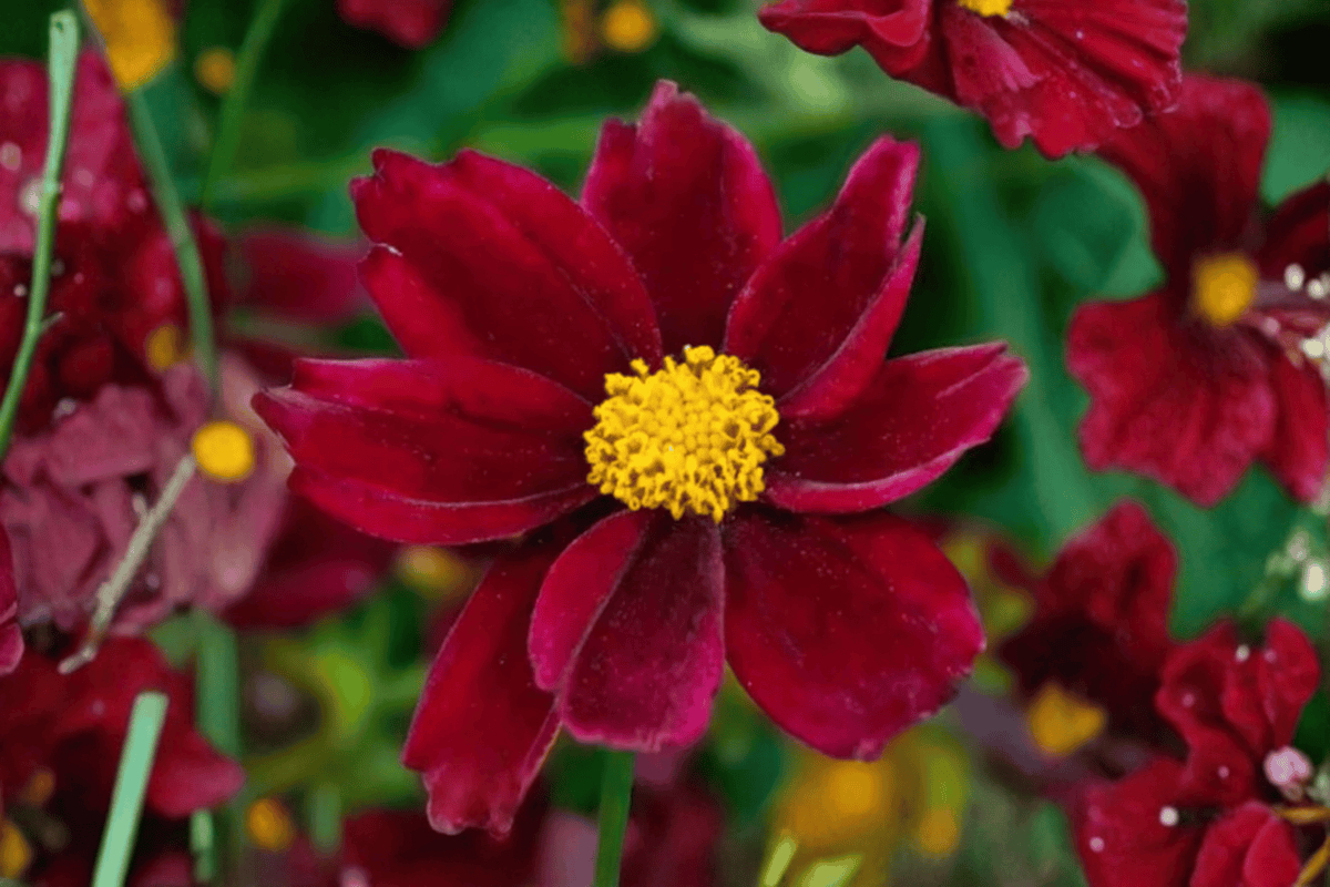 Big Bang Mercury Rising Tickseed 1 Live Plant – 4-Inch Pot – Coreopsis ‘Mercury Rising’