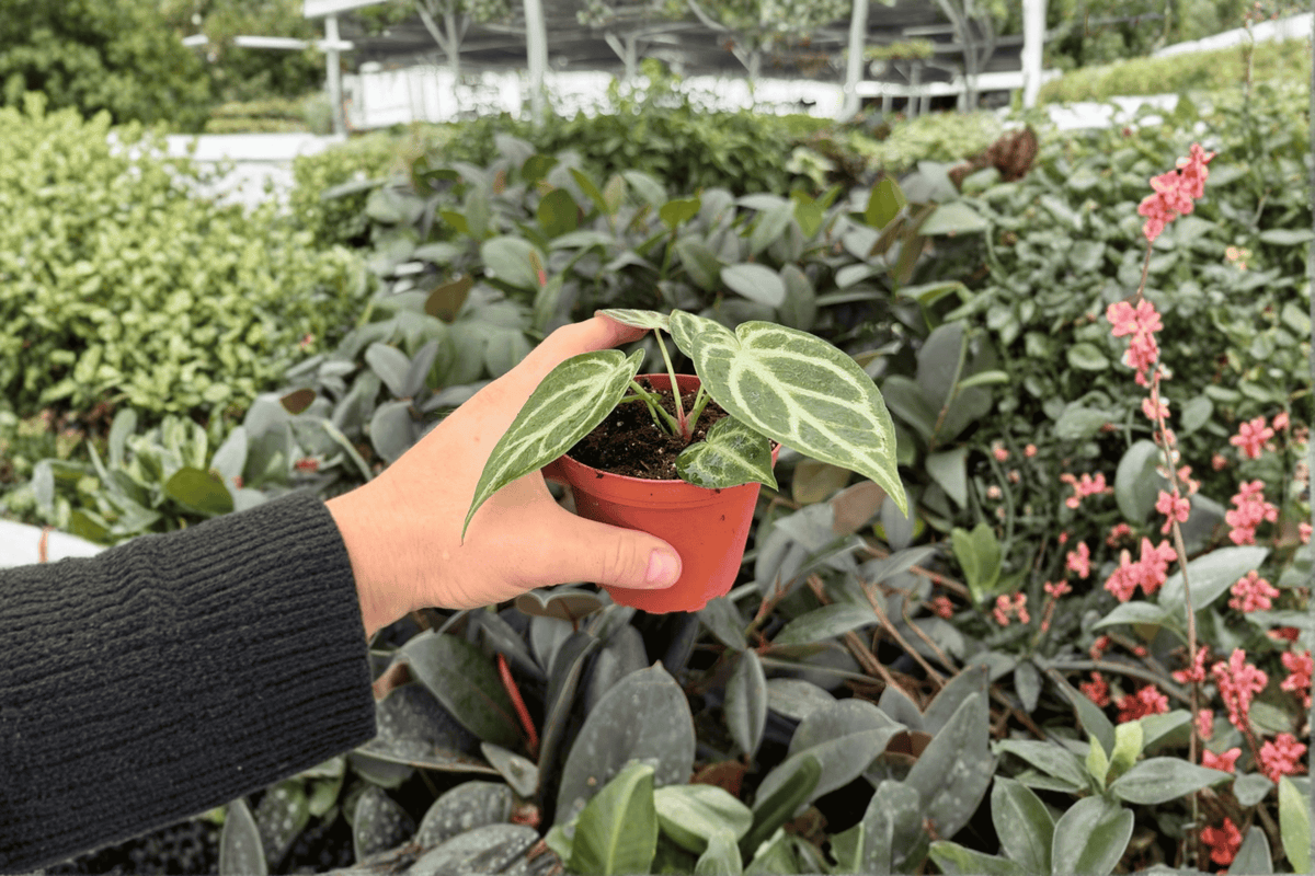 Anthurium Hoffmanii x Silver Hope 2 Exact Live Plants – 4-Inch Pots