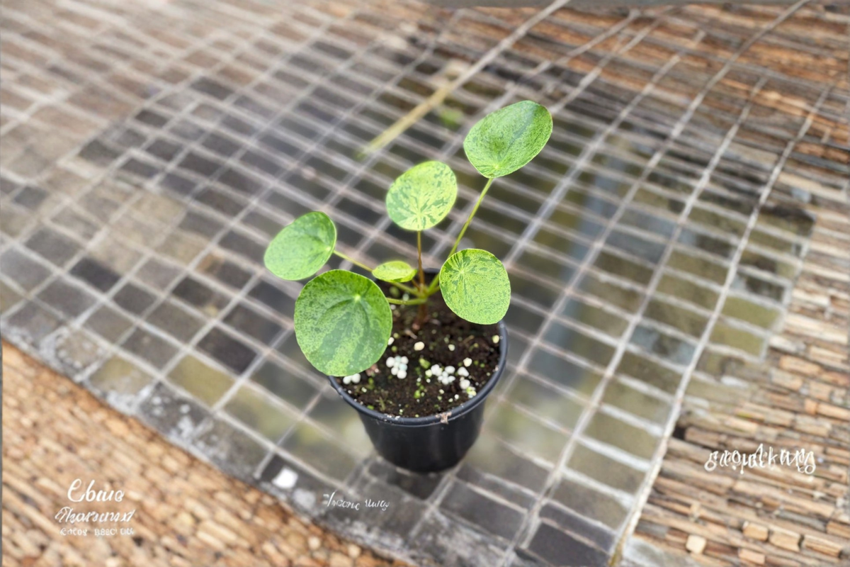 Variegated Pilea Peperomioides Live Plant Mojito Chinese Money Plant 2 Inch Starter Gift