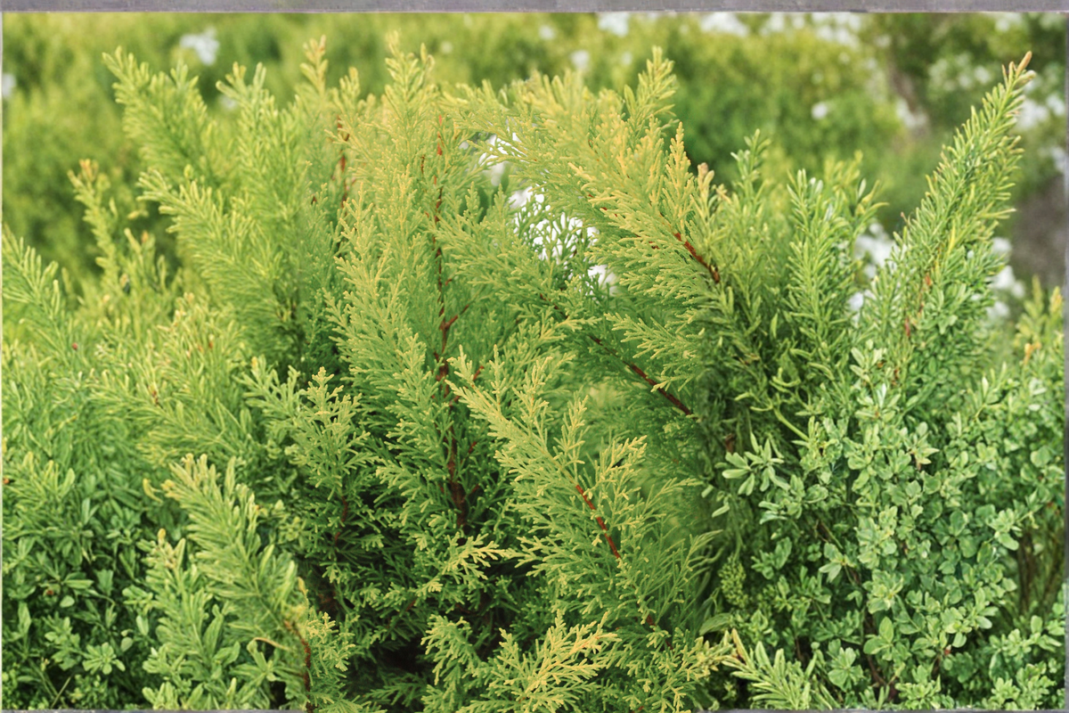 Crippsii Golden Hinoki Cypress Live Plant – Chamaecyparis obtusa 'Crippsii' in 2.5 QT Grow Bag