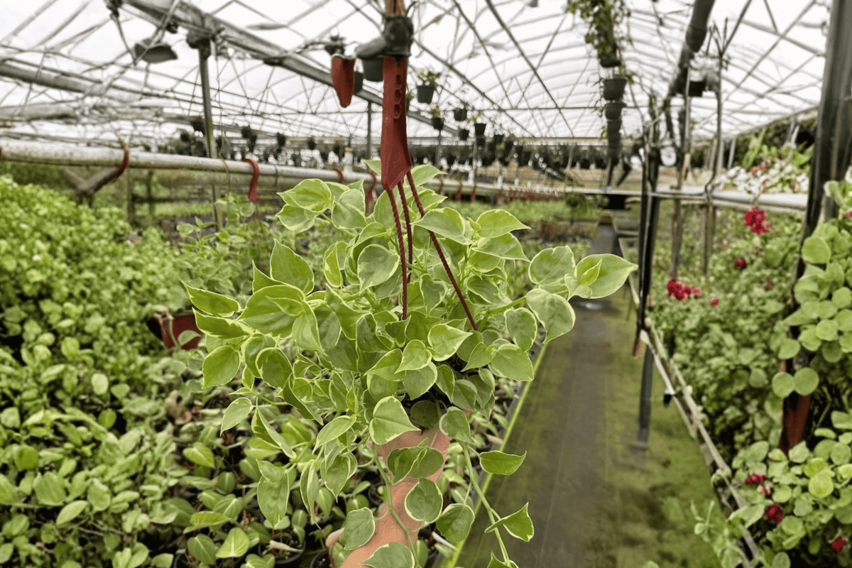 Peperomia Cupid 2 Live Plants – 6-Inch Hanging Baskets – Peperomia scandens