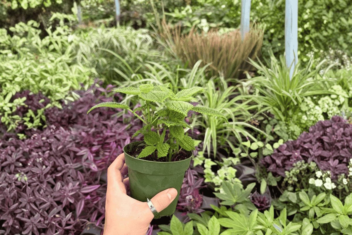 Pilea Moon Valley 2 Exact Live Plants – Pilea involucrata ‘Moon Valley’ 4” Size Bare Root