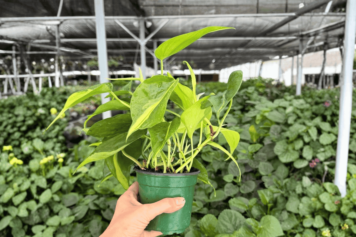 Philodendron Brasil – 2 Exact Live Plants, 4-Inch Size – Philodendron hederaceum ‘Brasil’