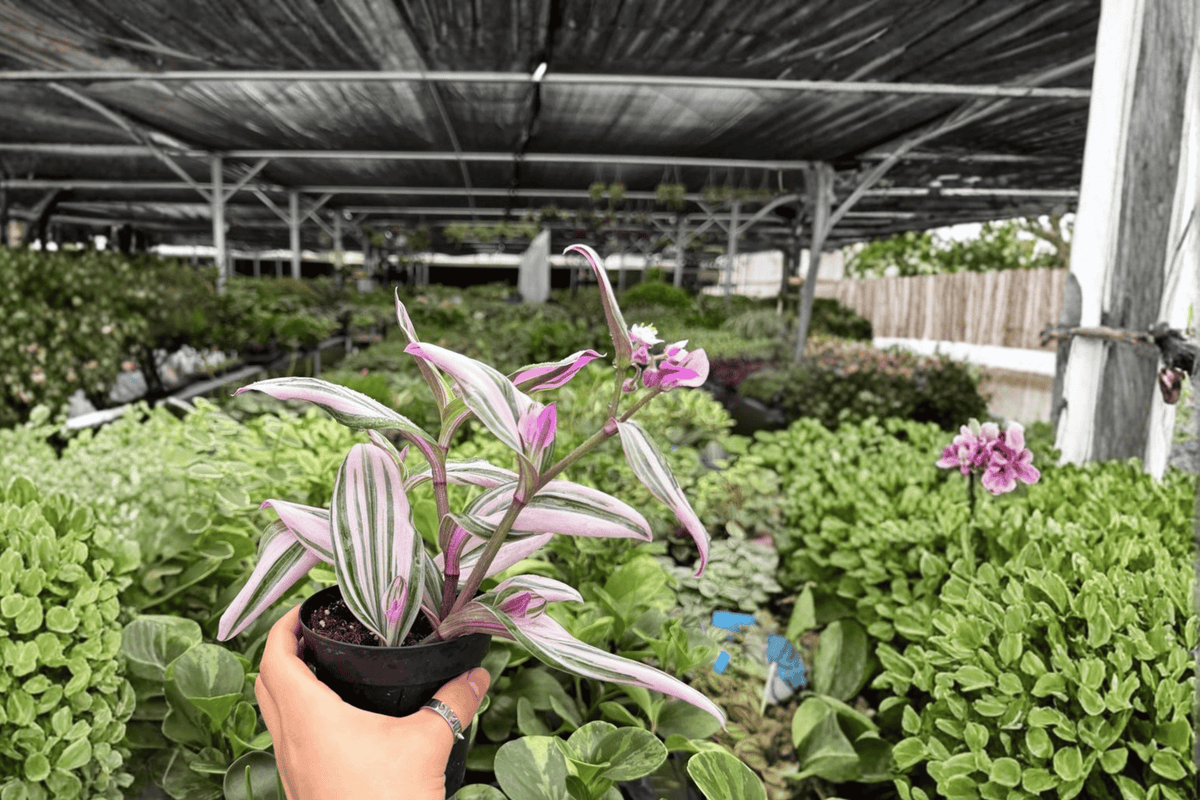 Tradescantia Nanouk 2 Exact Live Plants – 4-Inch Pots – Tradescantia 'Nanouk'