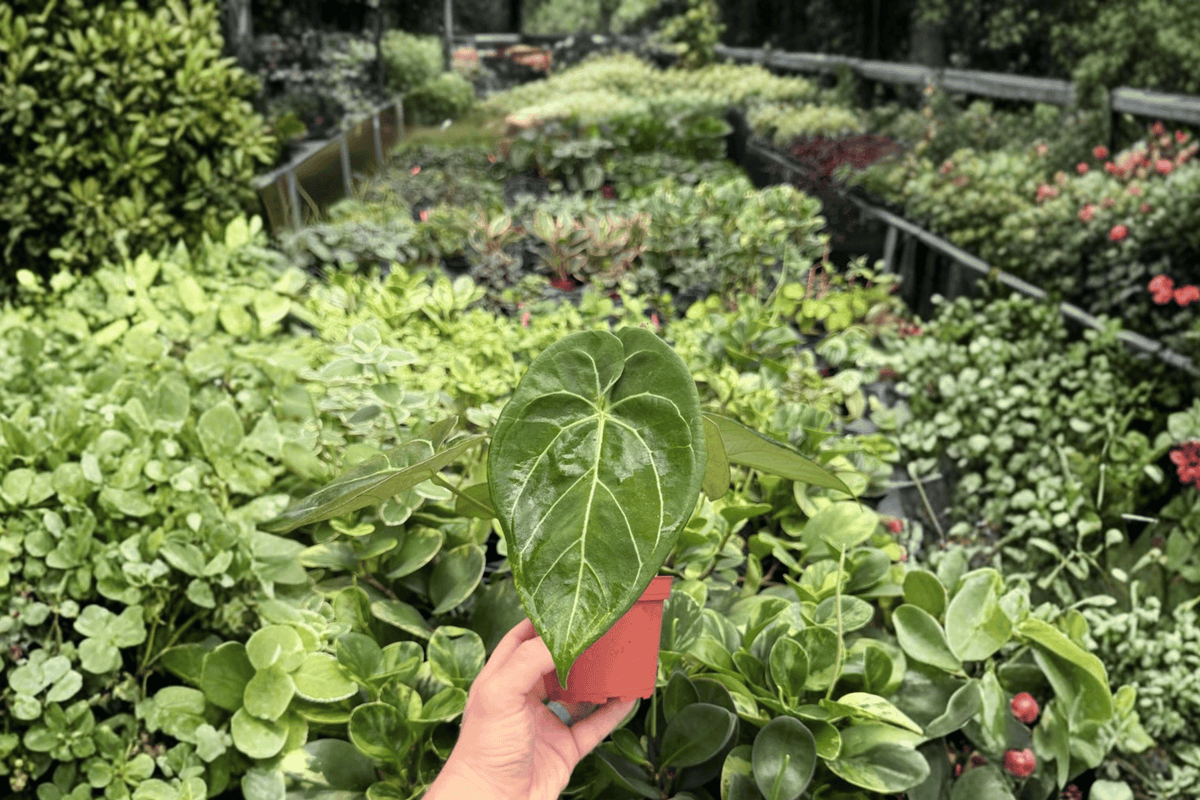 Anthurium AOS × Domino – 2 Exact Live Hybrid Plants, 4-Inch Size – Anthurium Hybrid