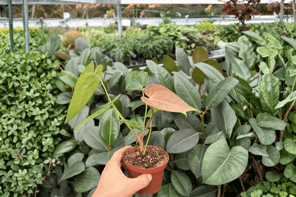 Anthurium DP × Xone 2 Exact Live Plants – Anthurium Hybrid 4” Size Bare Root