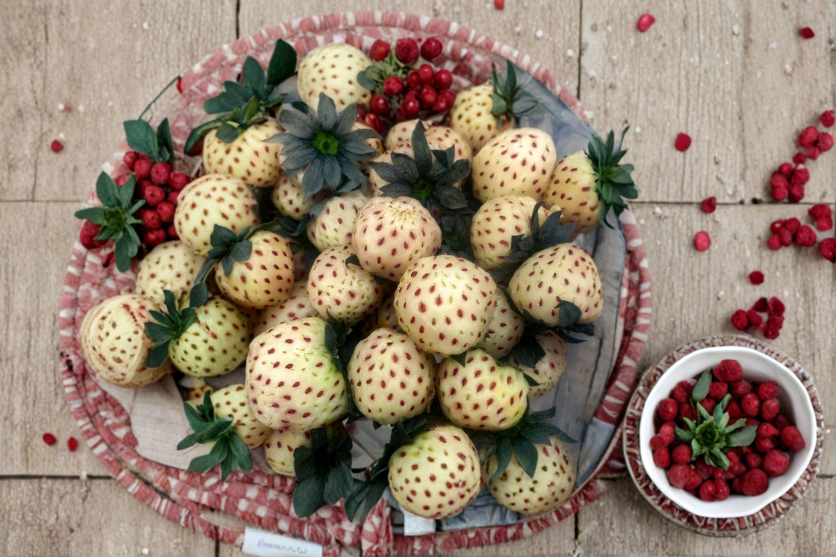 White Pineberry Strawberry Plants – 20 Bare Root Fragaria Pineberry Live Plants for Garden & Containers