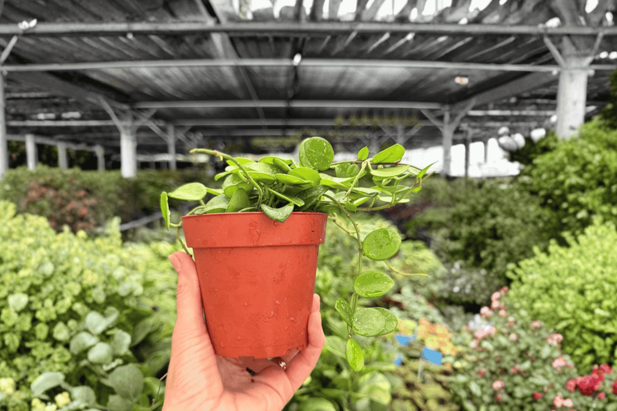 Hoya Mathilde Splash 2 Exact Live Plants – Hoya ‘Mathilde’ 4” Size Bare Root