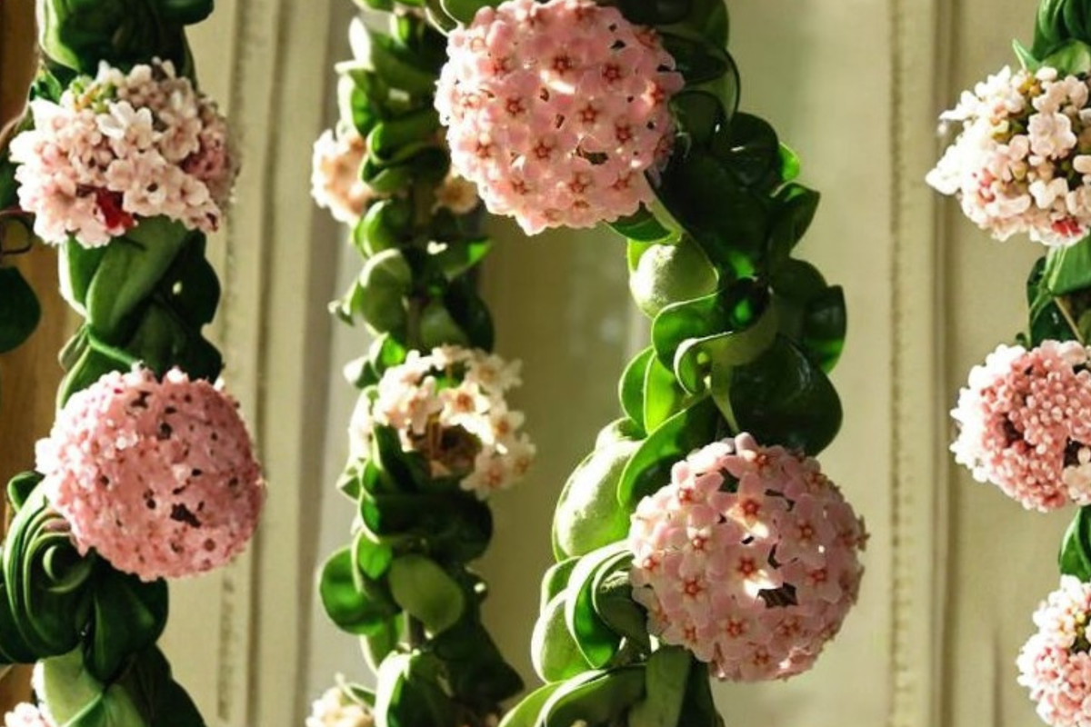 Hoya Hindu Rope Live Plant – 6-Inch Hanging Basket – Hoya carnosa 'Compacta'