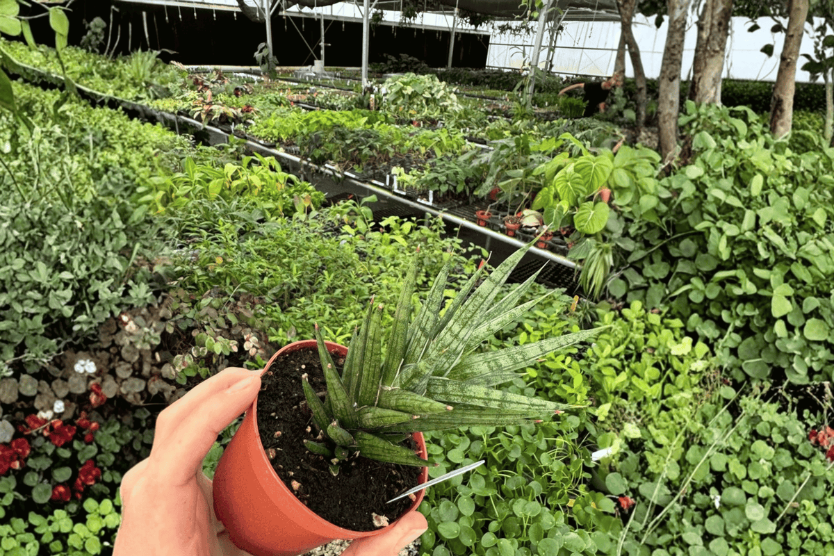 Sansevieria Francisii 2 Live Plants – 4-Inch Pots – Dracaena francisii