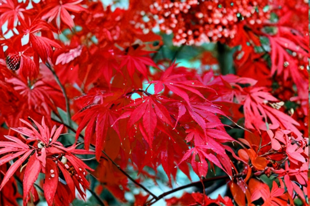 Bloodgood Japanese Red Maple Seeds - Acer palmatum ‘Bloodgood’ Ornamental Tree for Bonsai & Garden, 10 Seeds