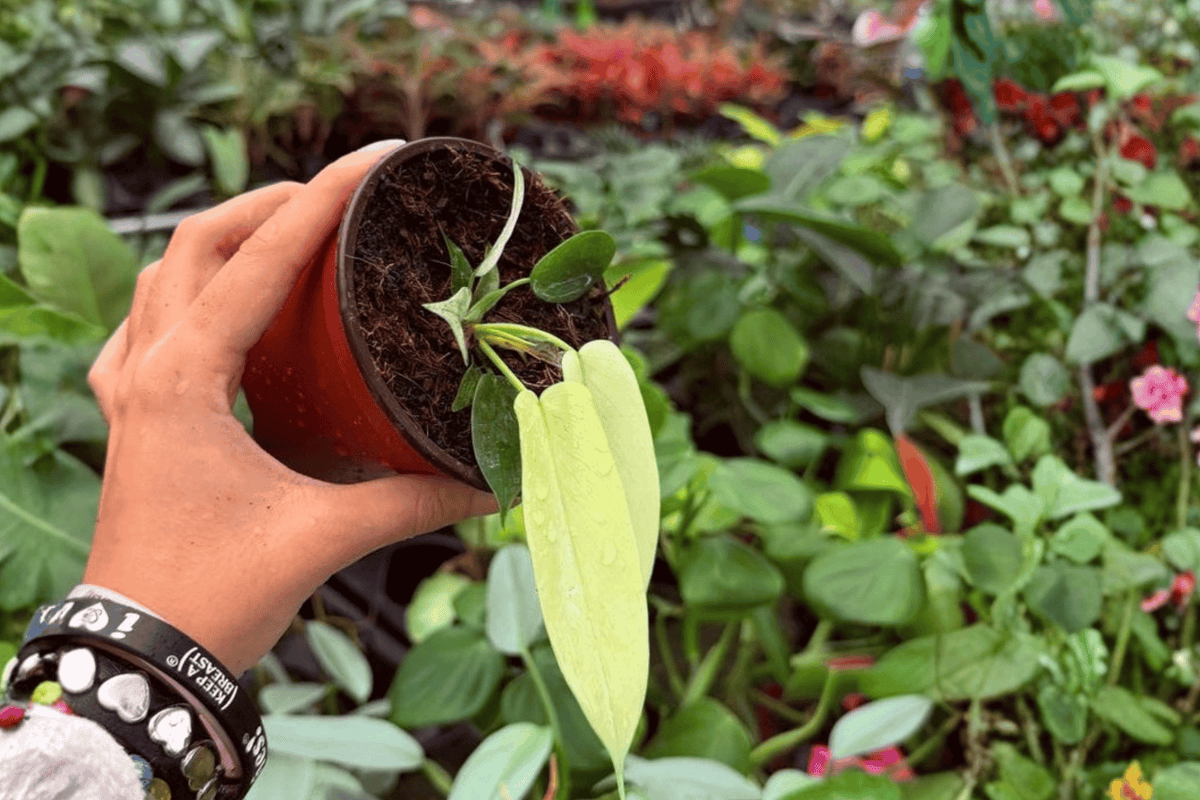 2 Exact Philodendron Florida Ghost Mint Live Plants in 4-Inch Pots – Philodendron ‘Florida Ghost’