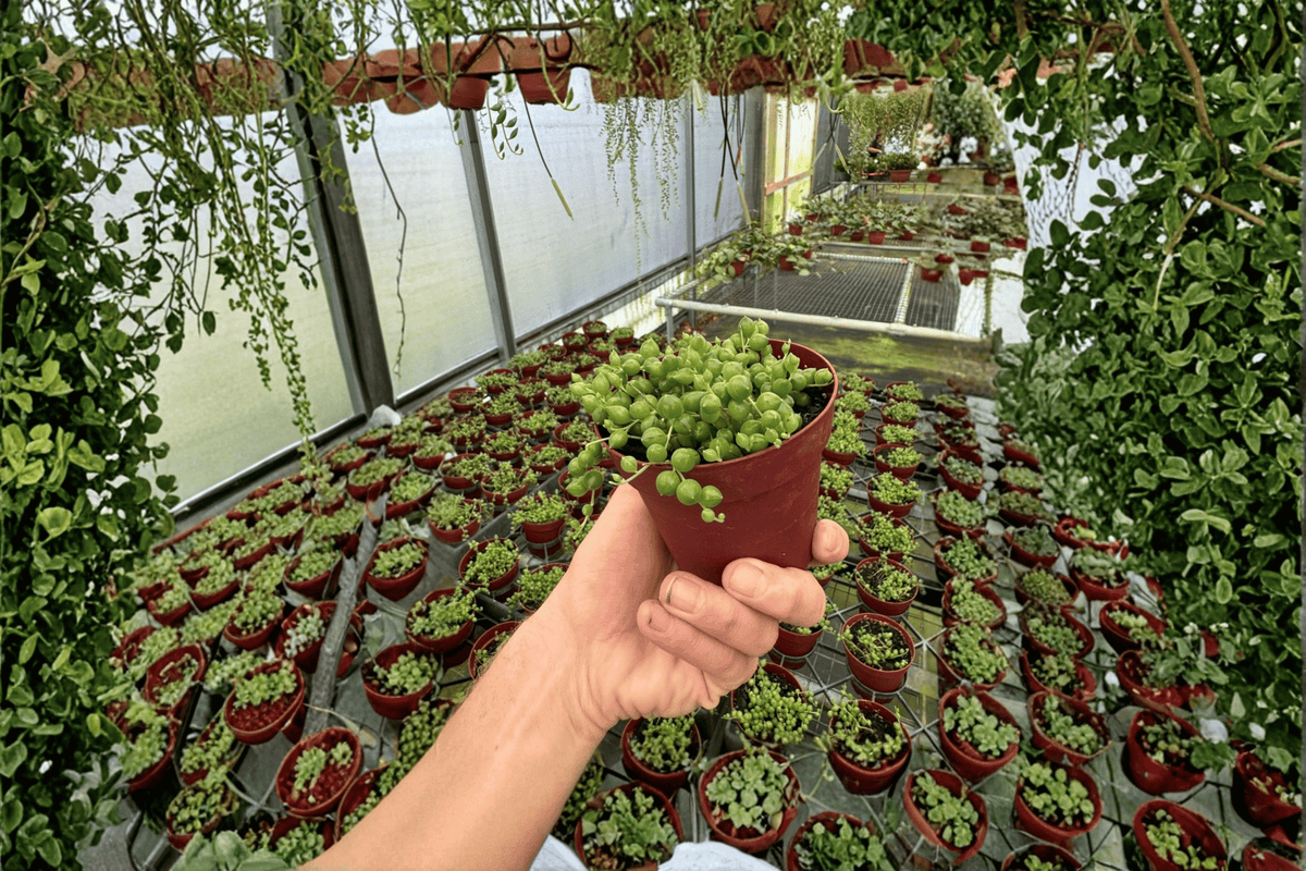 2 String of Pearls Live Plants in 4-Inch Pots – Curio rowleyanus