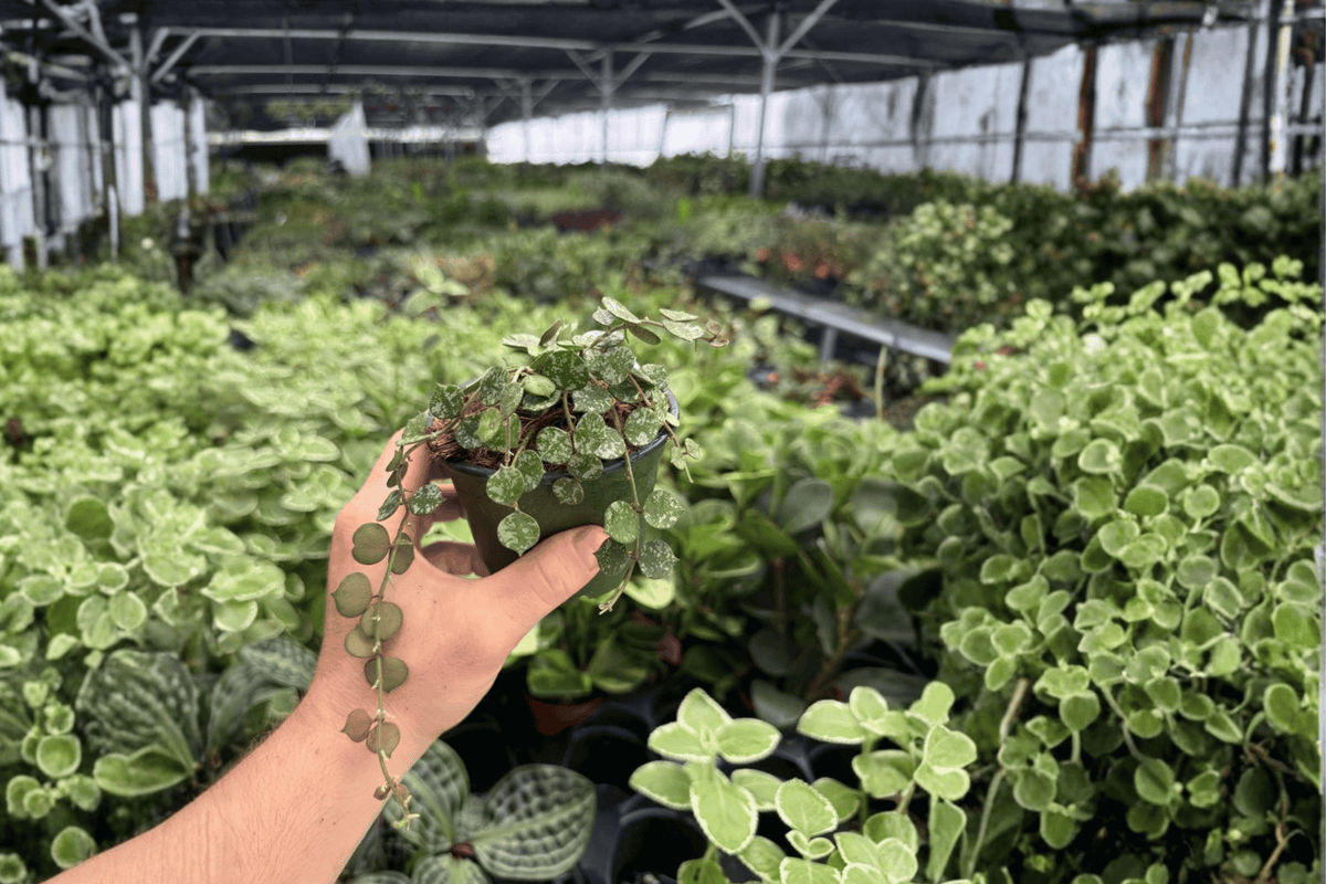 Hoya Curtisii 2 Exact Live Plants – 4-Inch Pots – Hoya curtisii