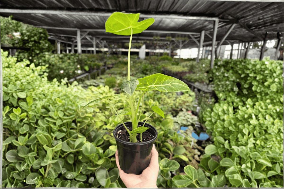 Alocasia Frydek 2 Exact Live Plants – 4-Inch Pots – Alocasia micholitziana ‘Frydek’