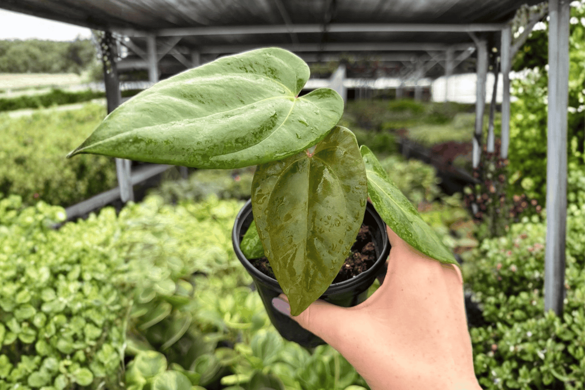 Anthurium Blue Papi × Goliath – 2 Exact Live Plants, 4-Inch Size – Anthurium Hybrid