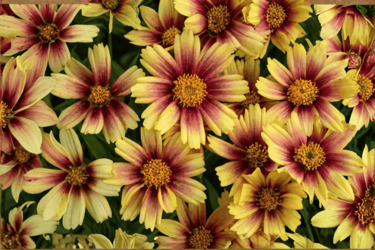 Solanna Sunset Burst Tickseed 1 Live Plant – 4-Inch Pot – Coreopsis grandiflora ‘Sunset Burst’