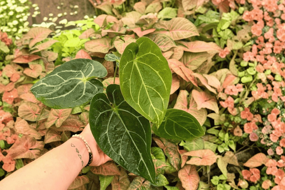 Anthurium Hoffmanii x Crystallinum 2 Exact Live Plants – 4-Inch Pots – Anthurium Hybrid