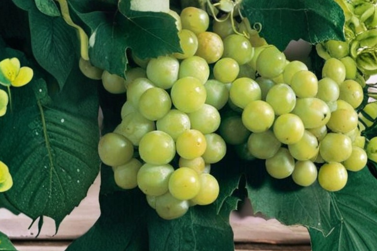 Niagara Grape Vine Live Plant 1 Gallon, White Grape Vine for Garden Vineyard, Fruit Climbing Vine
