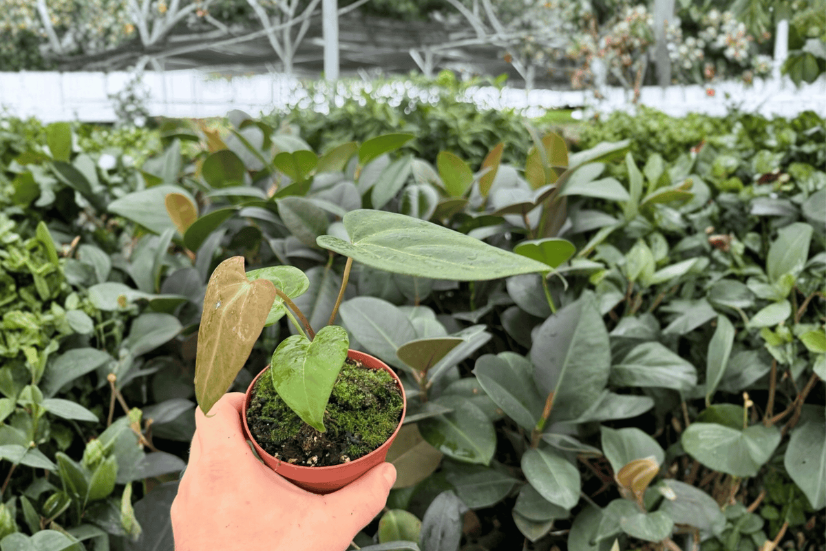 Anthurium Xone × Dressleri – 2 Exact Live Hybrid Plants, 4-Inch Size – Anthurium Hybrid