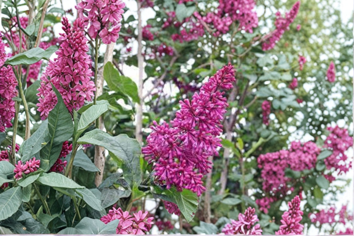 Lilac ‘Red Wine’ 2 Gallon Live Plant – Syringa prestoniae Red Purple Flowering Shrub for Spring Garden Landscape