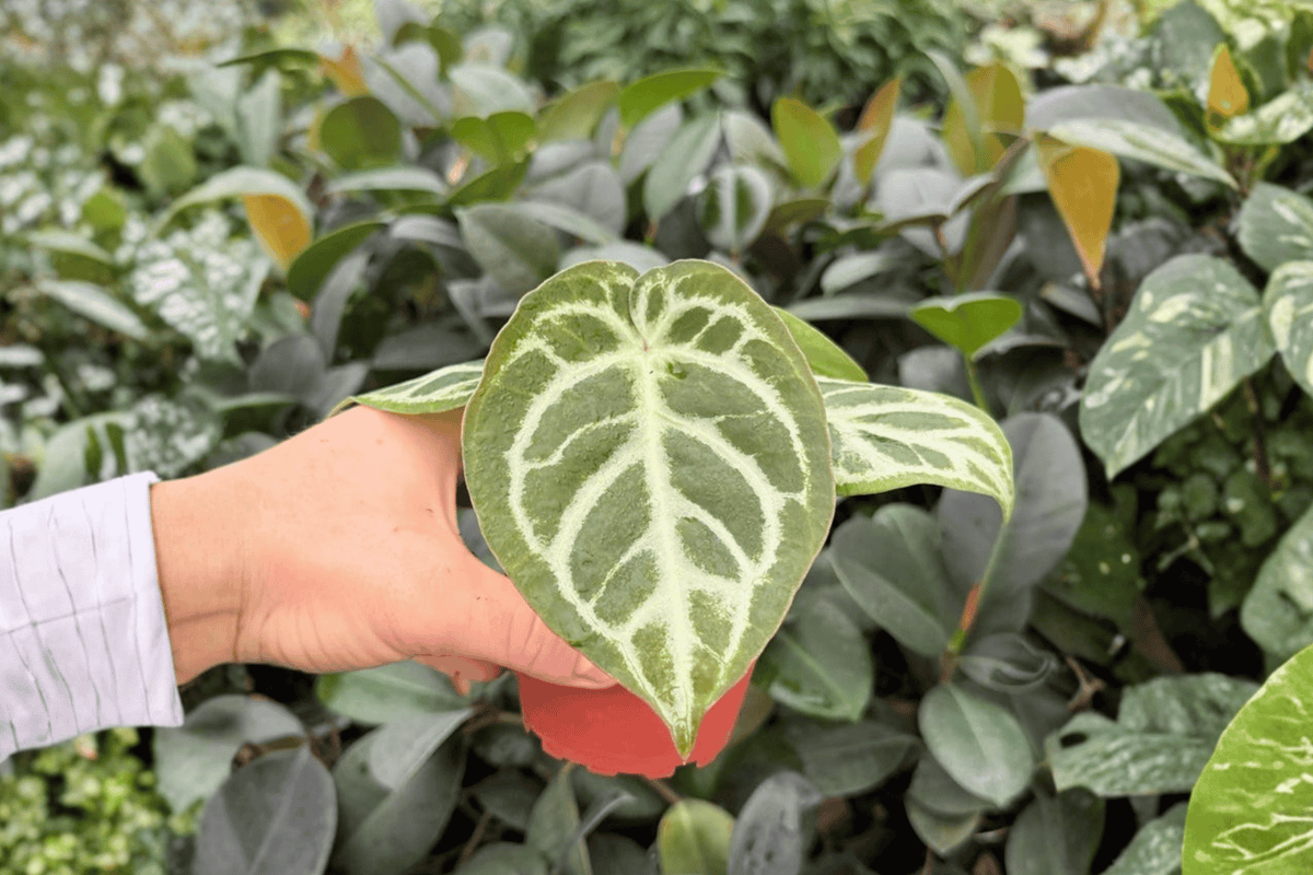 Anthurium Dorayaki × MBR – 2 Exact Live Hybrid Plants, 4-Inch Size – Anthurium Hybrid