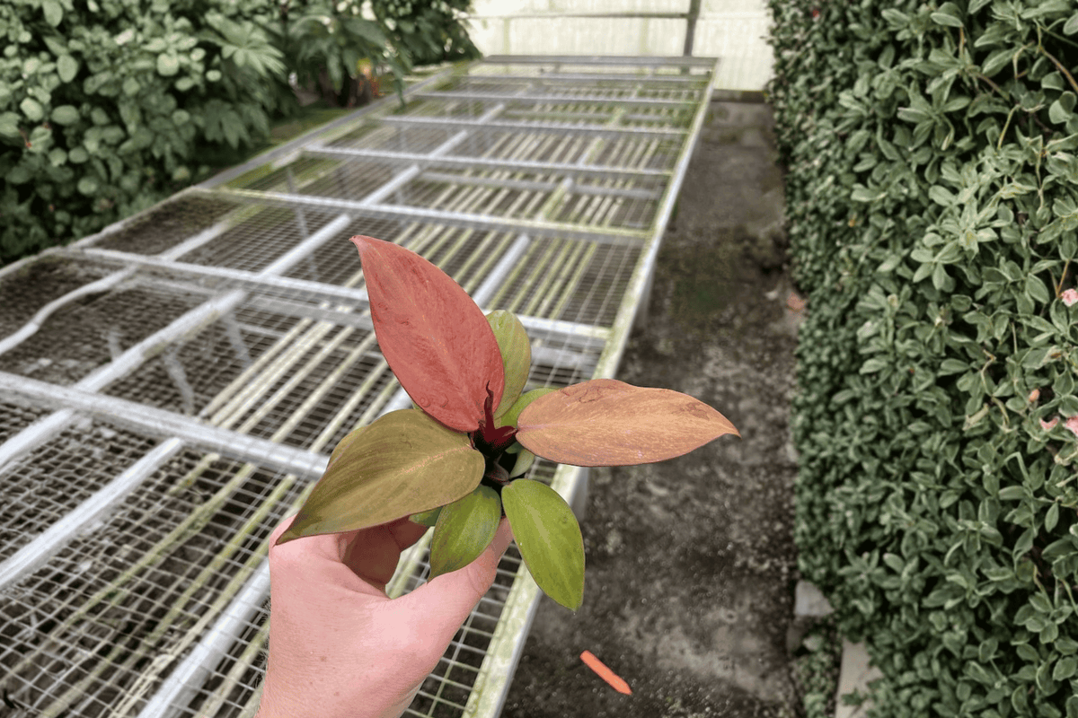 Philodendron McColley’s Finale 2 Live Starter Plants – Philodendron ‘McColley’s Finale’