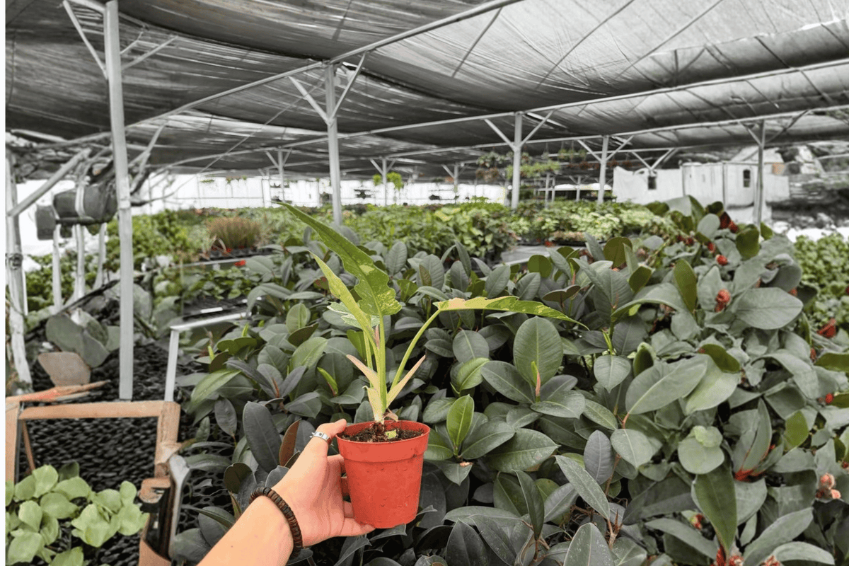 2 Exact Philodendron Ring of Fire Live Plants in 4-Inch Pots – Philodendron ‘Ring of Fire’