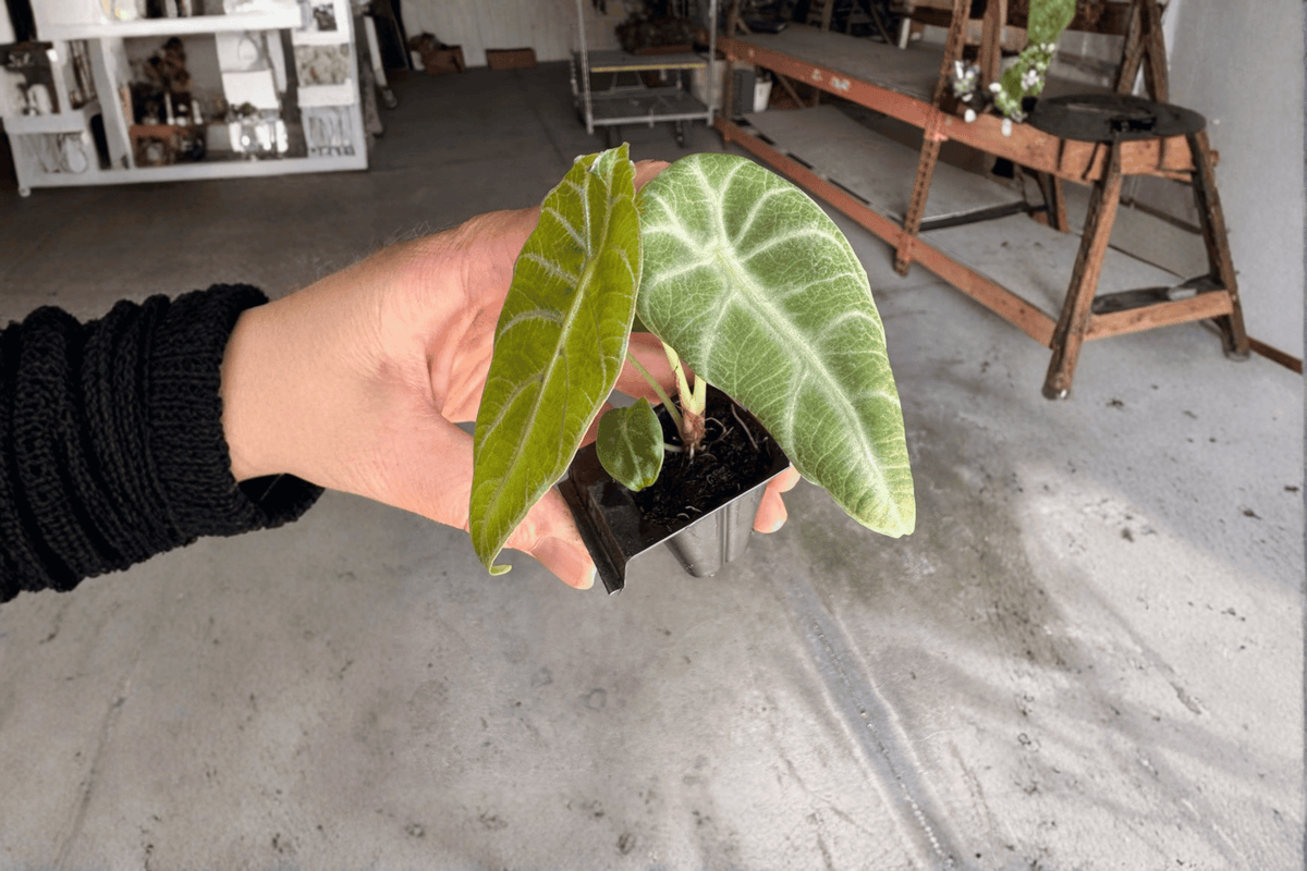 2 Alocasia watsoniana 'Doff Velvet' Starter Plants – Live Rare Tropical Aroid