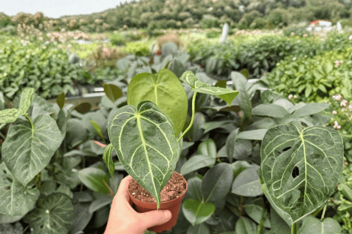 Anthurium Dorayaki × Papi 2 Exact Live Plants – Anthurium Hybrid 4” Size Bare Root