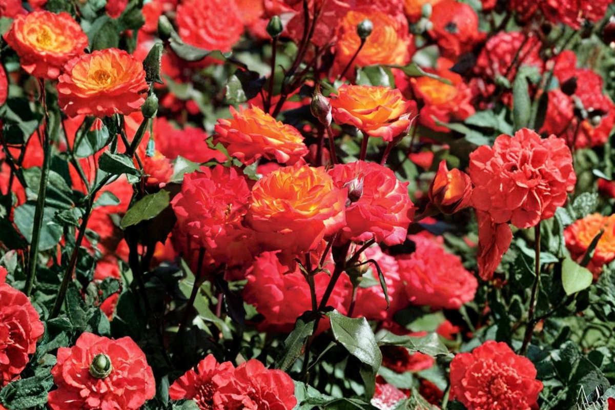 Charisma Floribunda Rose Live Plant, 1 Gallon, Red Orange Yellow Blooms, Everblooming Flowering Shrub for Garden & Landscape
