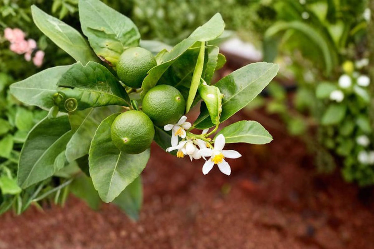 Key Lime Tree Live Plant Mexican Lime Citrus aurantiifolia 2 Ft Tall 2 Year Old Fruit Tree Shipped Without Pot