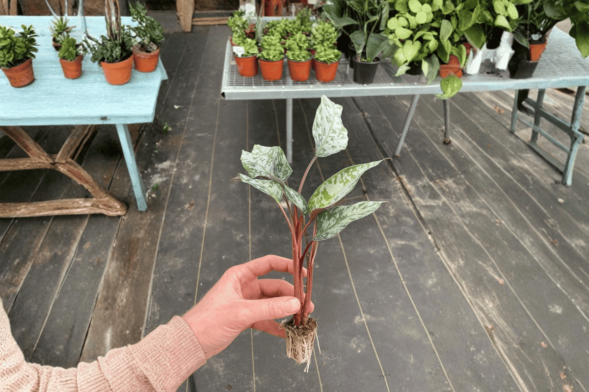 2 Apoballis acuminatissimum 'Lavallei' Starter Plants – Bare Root – Red Sword Live Plants