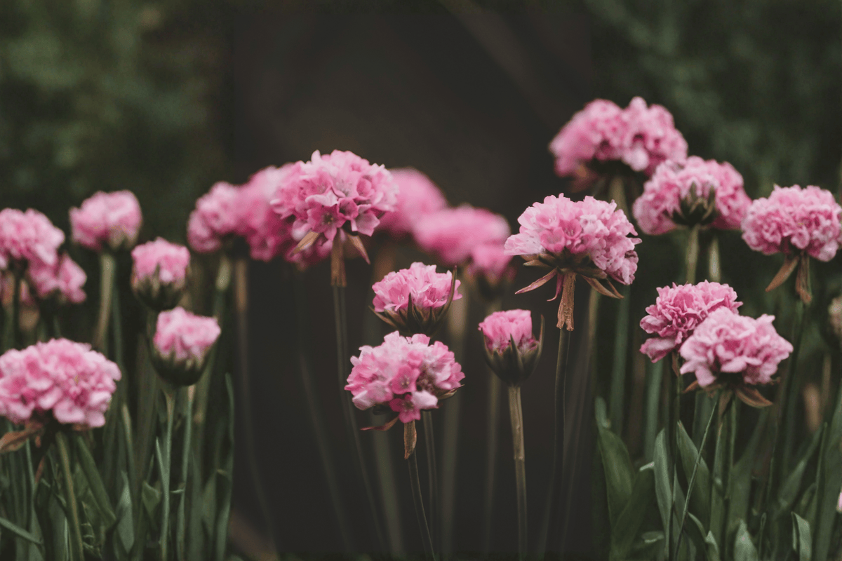 Dreameria Daydream Sea Thrift 1 Live Plant – 4-Inch Pot – Armeria pseudarmeria ‘Daydream’