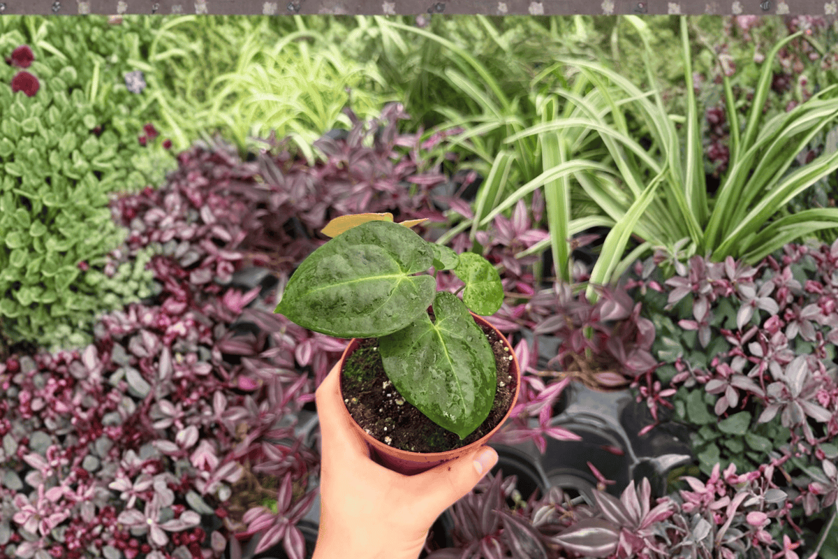 Anthurium Legend × Mag 2 Exact Live Plants – 4” Size Bare Root