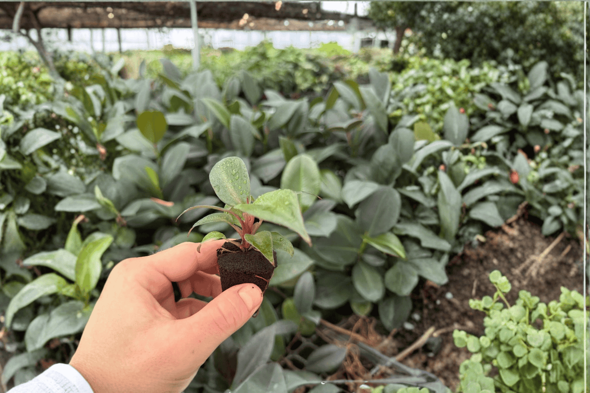 Philodendron Red Heart 2 Exact Live Plants – Philodendron ‘Red Heart’ 4” Size Bare Root