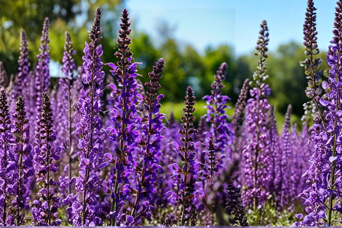 Caradonna Salvia Live Plants – 3 Rooted Perennial Starters in 1 Qt Pots, Deep Purple Flowers, Salvia nemorosa