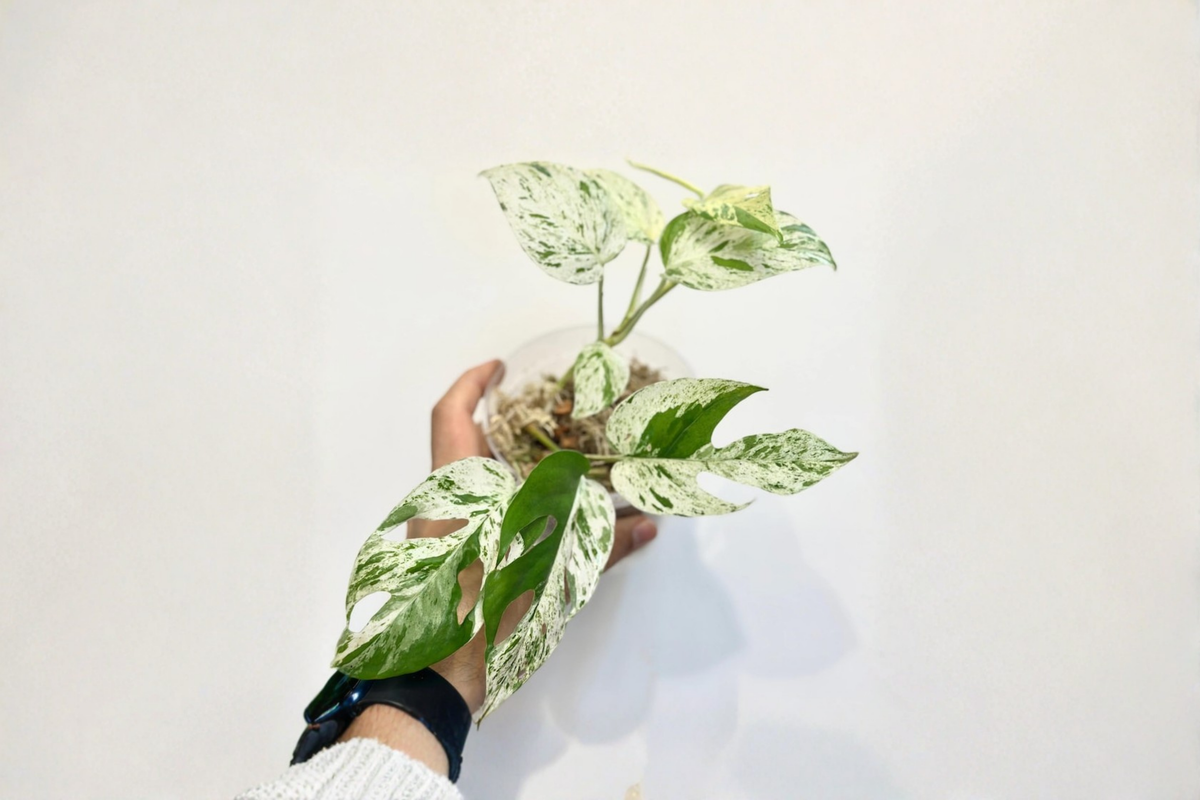 Epipremnum Marble Flame Live Plant, Variegated Pothos, Albo Cutting, Tropical Houseplant, 3-Inch Pot