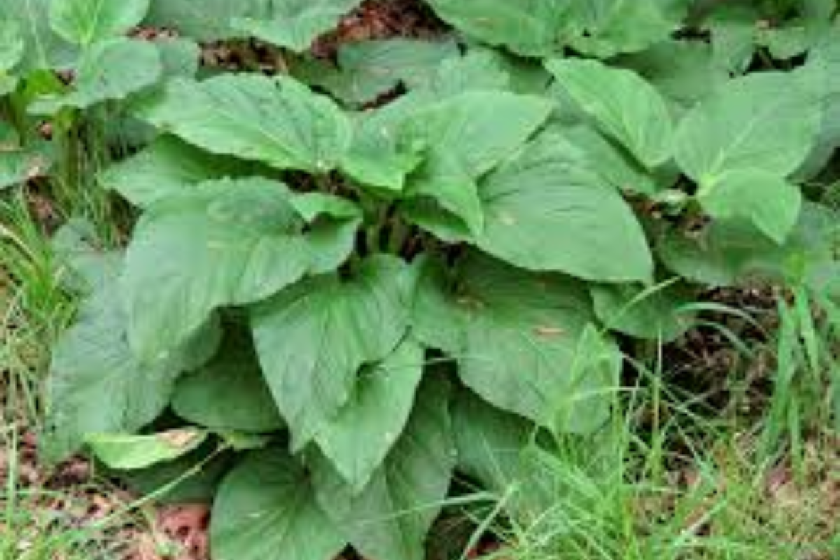 Skunk Cabbage Bare Root Live Plant – Symplocarpus foetidus Native Perennial